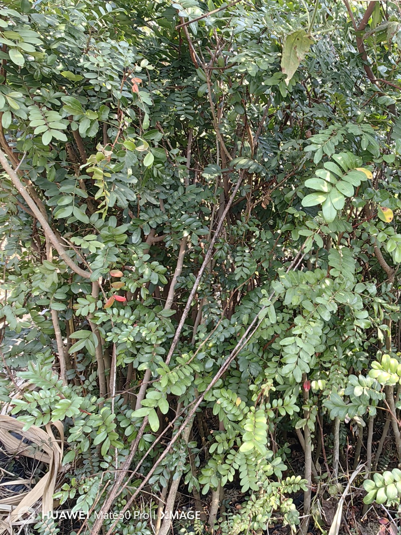 云南昌宁卡斯清香木杯苗1-2厘米