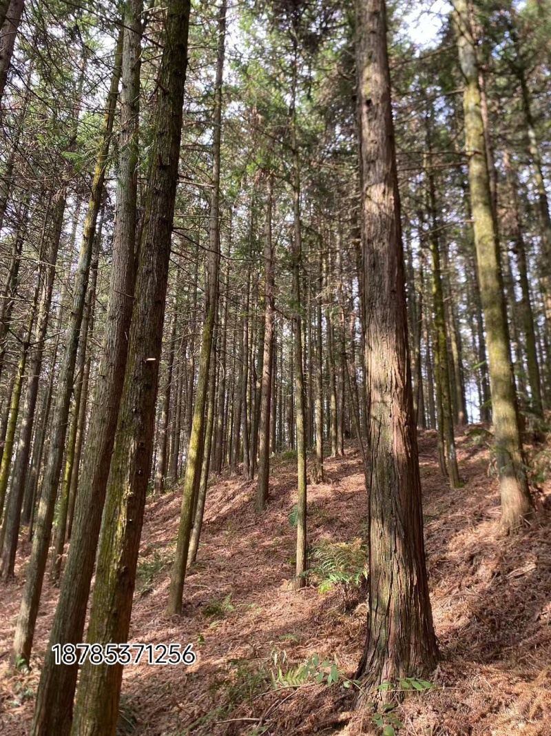 关岭县普利乡月霞村杉木林出售，面积1000多亩，