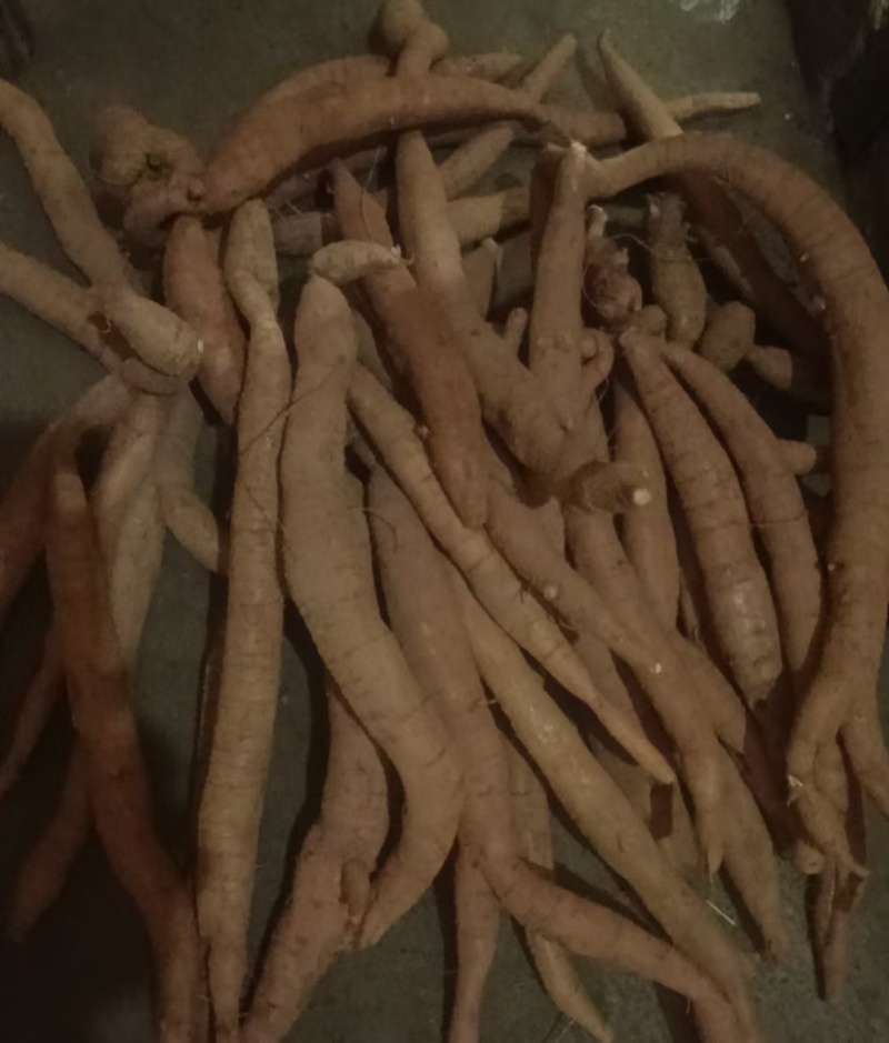 牛大力