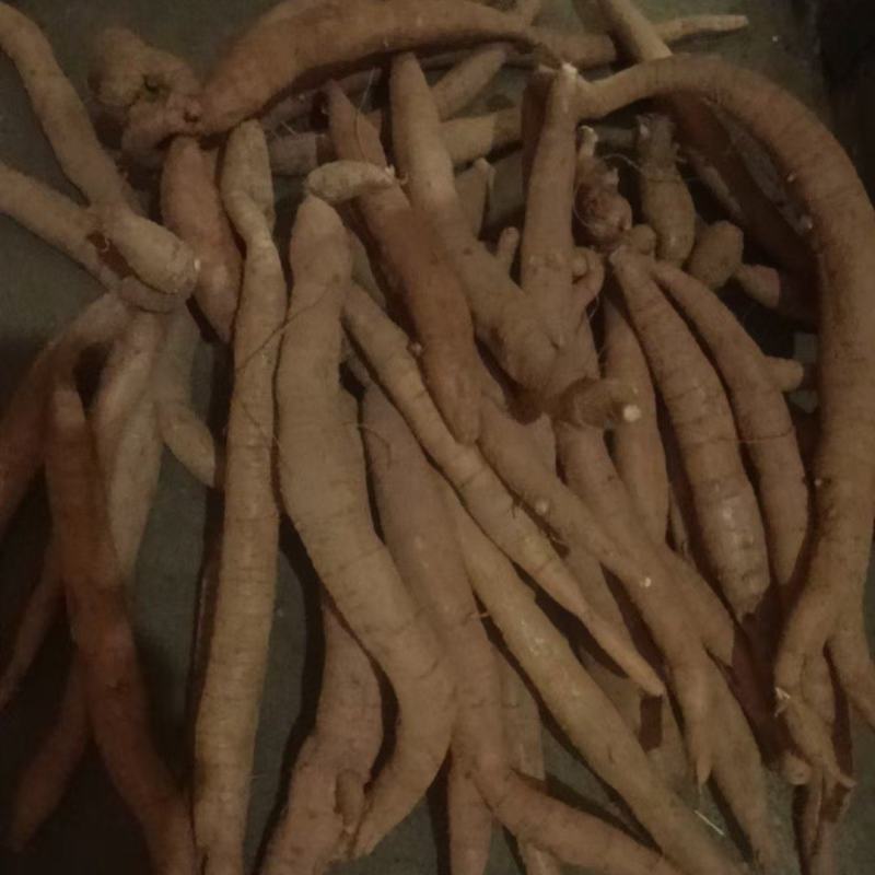 牛大力