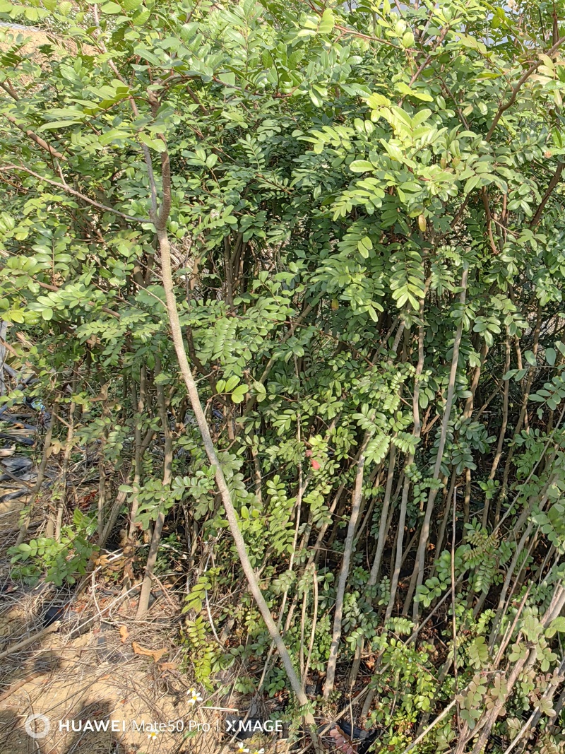 云南昌宁卡斯清香木杯苗1-2厘米
