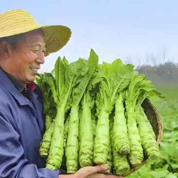 甄选江苏莴笋品质嘎嘎好，诚信的做生意货多量大从优