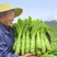甄选江苏莴笋品质嘎嘎好，诚信的做生意货多量大从优