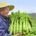 甄选江苏莴笋品质嘎嘎好，诚信的做生意货多量大从优