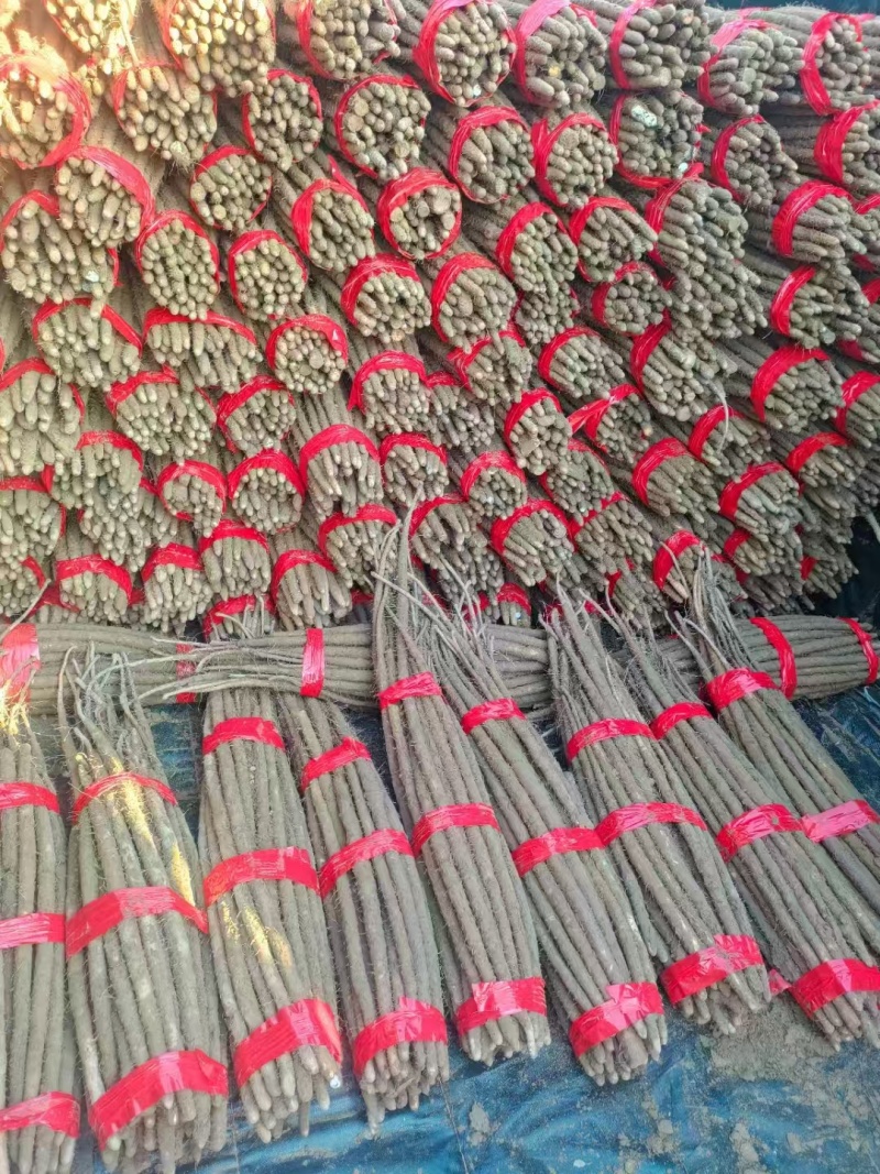 精选铁棍山药产地直发品质保证规格齐全量大从优欢迎来