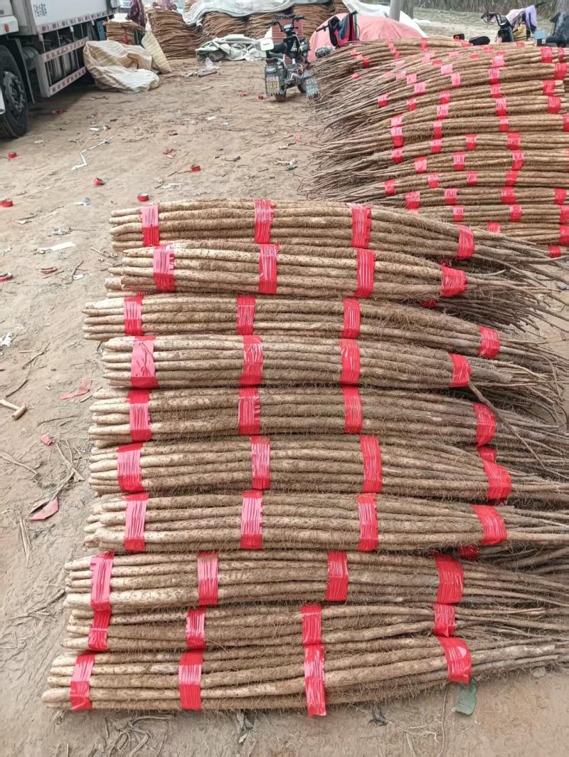 【特优】河北精选铁棍山药规格齐全资源交流对接商超欢迎