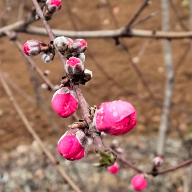 碧桃花苗