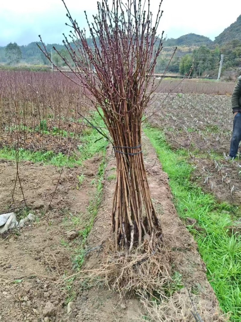 碧桃花苗