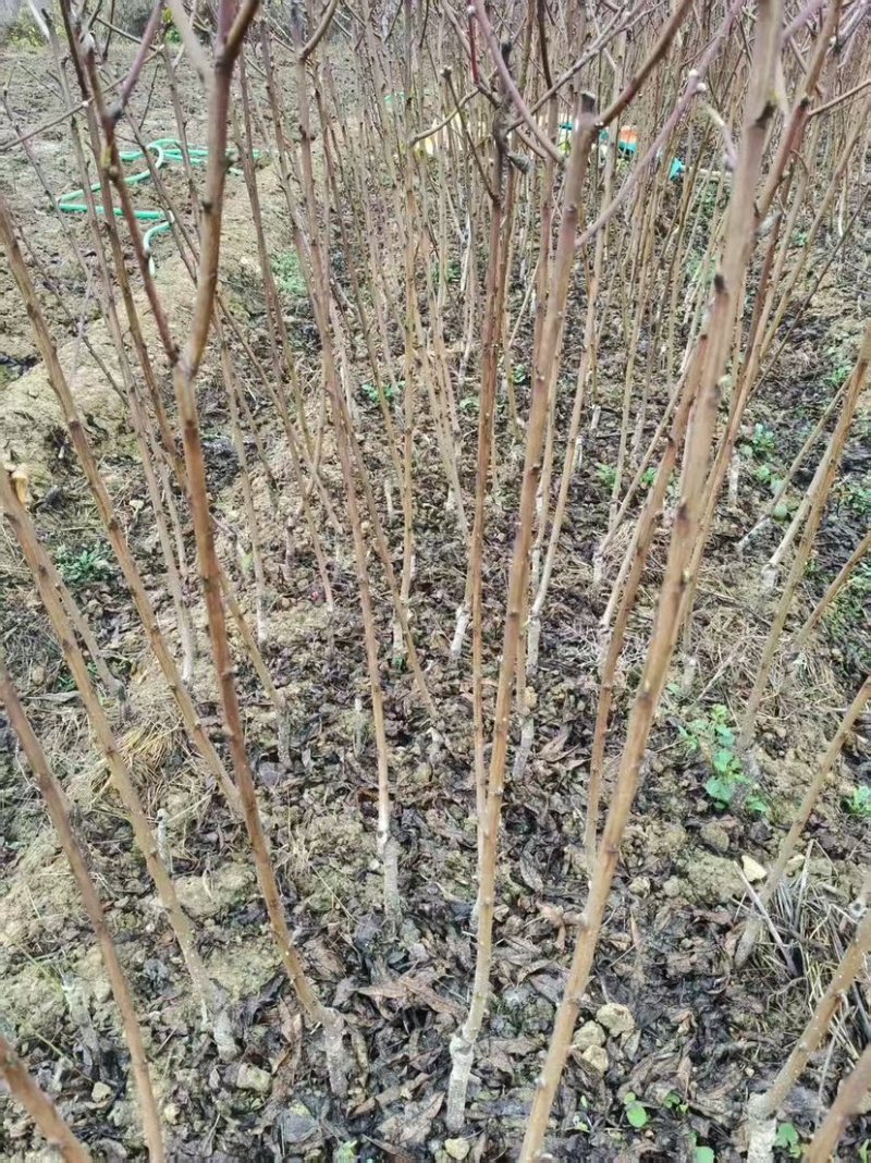 碧桃花苗
