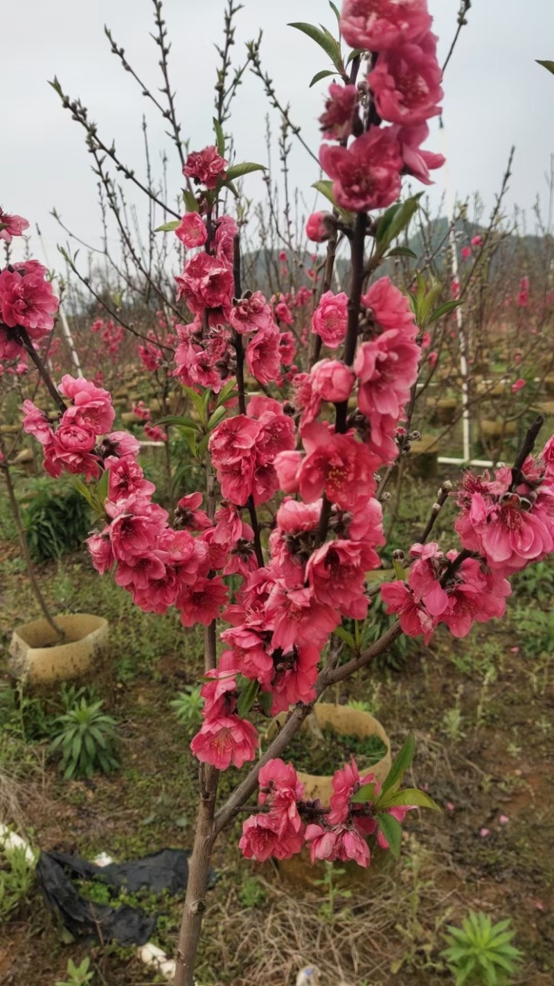 碧桃花苗