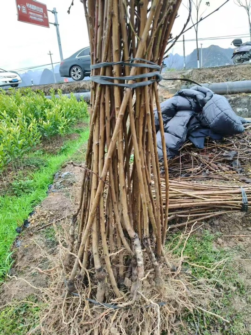 碧桃花苗