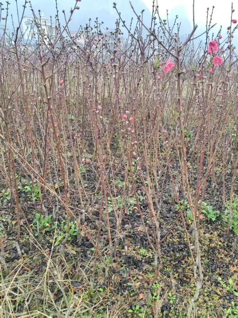 碧桃花苗
