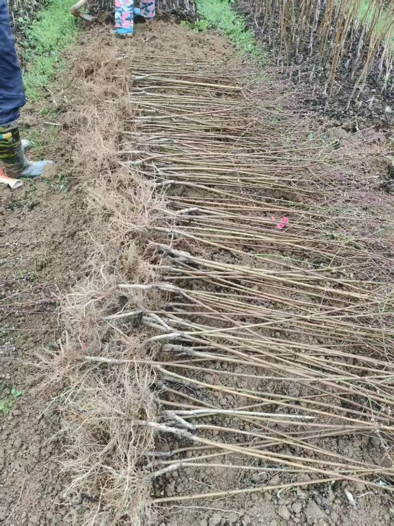 碧桃花苗
