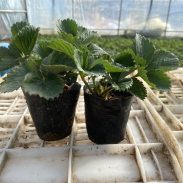 盆栽草莓，原盆原土发货，品种齐全包邮包挂果