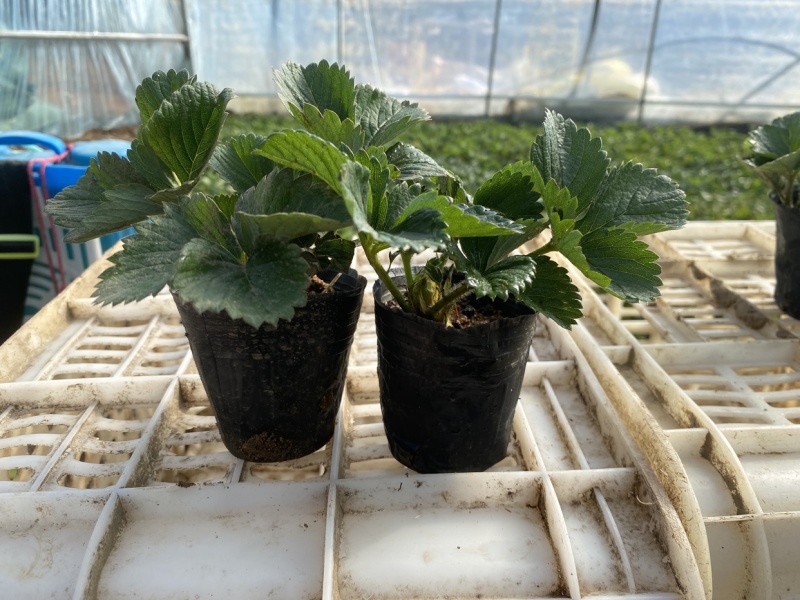 盆栽草莓，原盆原土发货，品种齐全包邮包挂果