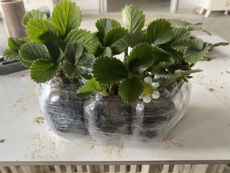 盆栽草莓，原盆原土发货，品种齐全包邮包挂果