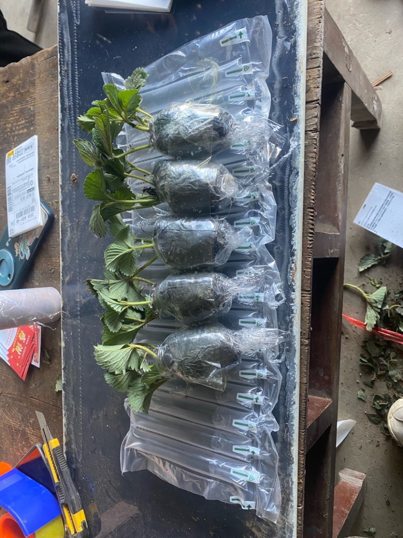 盆栽草莓，原盆原土发货，品种齐全包邮包挂果