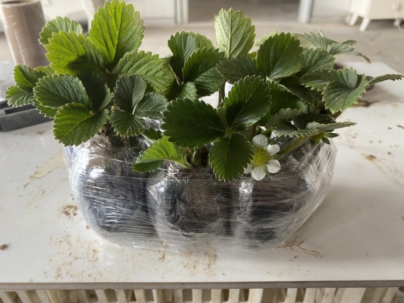 盆栽草莓，原盆原土发货，品种齐全包邮包挂果