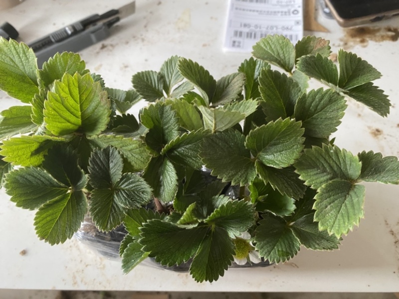 盆栽草莓，原盆原土发货，品种齐全包邮包挂果