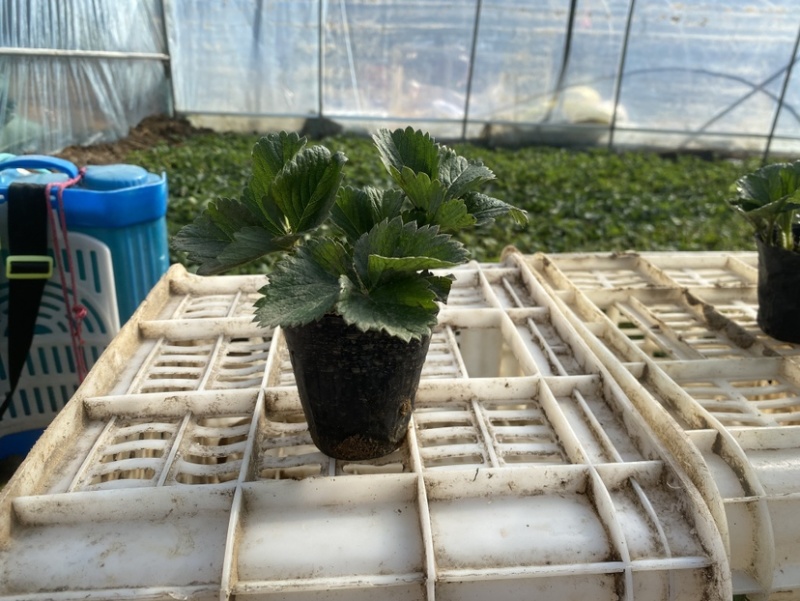 盆栽草莓，原盆原土发货，品种齐全包邮包挂果