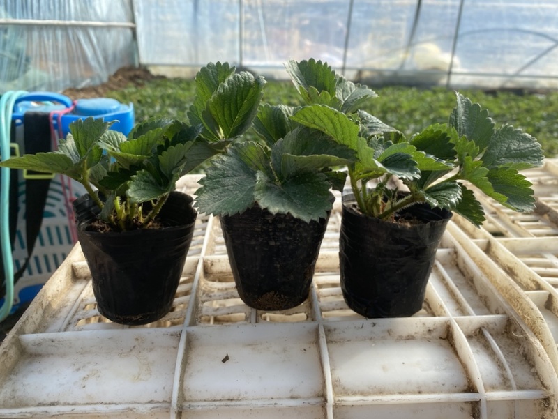 盆栽草莓，原盆原土发货，品种齐全包邮包挂果