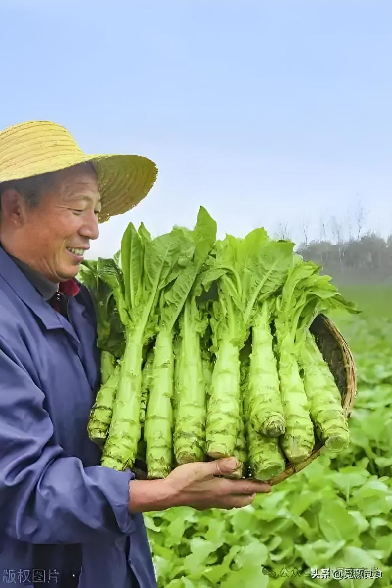 莴苣红叶香莴笋我是江苏人从业二十余年诚信经营