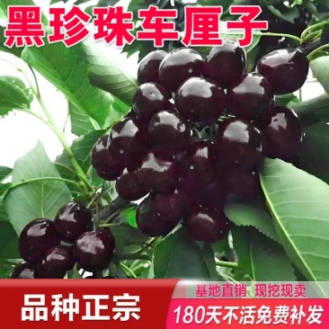 黑珍珠车厘子树苗，产量高，口感好，成活率高，包邮包活