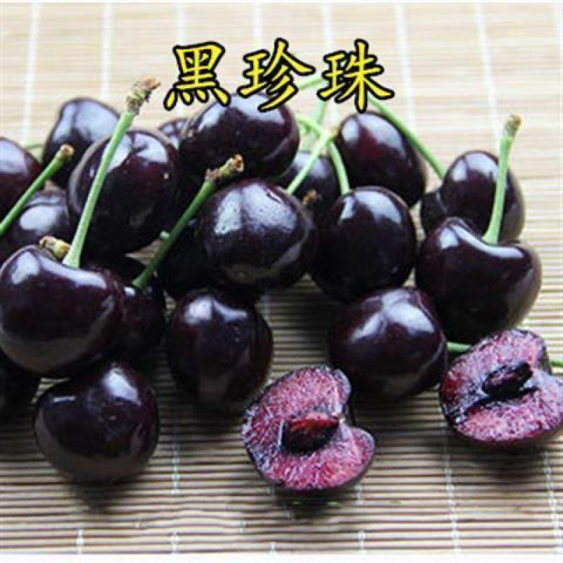 黑珍珠车厘子树苗，产量高，口感好，成活率高，包邮包活