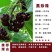 黑珍珠车厘子树苗，产量高，口感好，成活率高，包邮包活