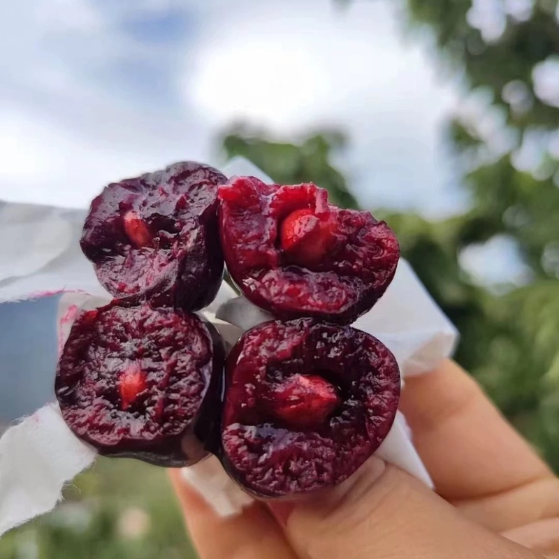 黑珍珠车厘子树苗，产量高，口感好，成活率高，包邮包活