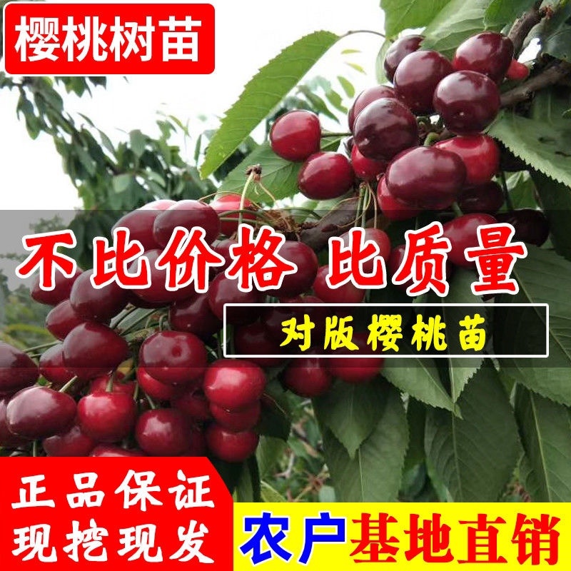 黑珍珠车厘子树苗，产量高，口感好，成活率高，包邮包活