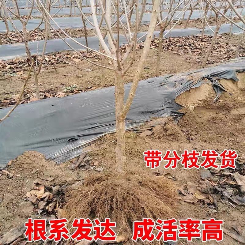 黑珍珠车厘子树苗，产量高，口感好，成活率高，包邮包活
