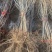黑珍珠车厘子树苗，产量高，口感好，成活率高，包邮包活