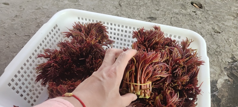 价格美丽，货源充足，质量**，服务到位，需要的老板联系我