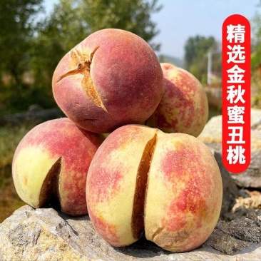丑桃金秋密桃树苗，产量高，口感极甜，好管理，包邮包活