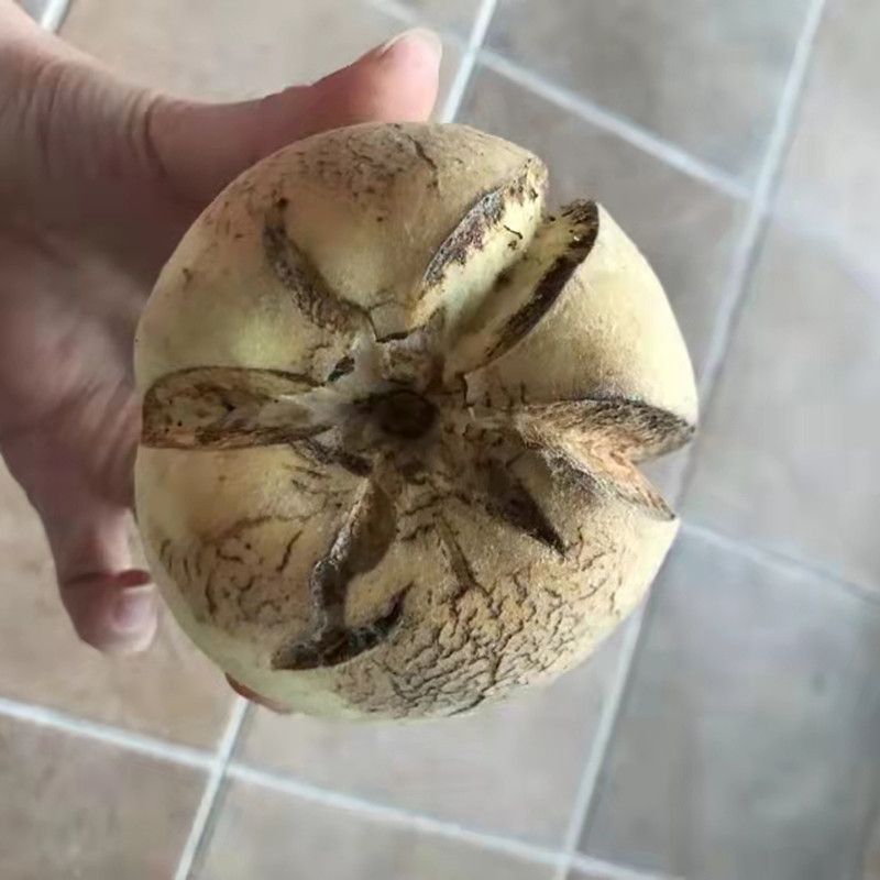 丑桃金秋密桃树苗，产量高，口感极甜，好管理，包邮包活