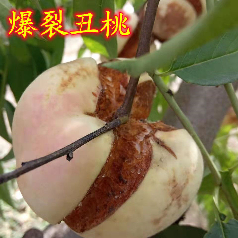 丑桃金秋密桃树苗，产量高，口感极甜，好管理，包邮包活