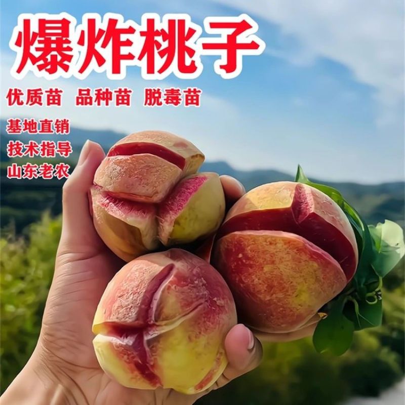 丑桃金秋密桃树苗，产量高，口感极甜，好管理，包邮包活