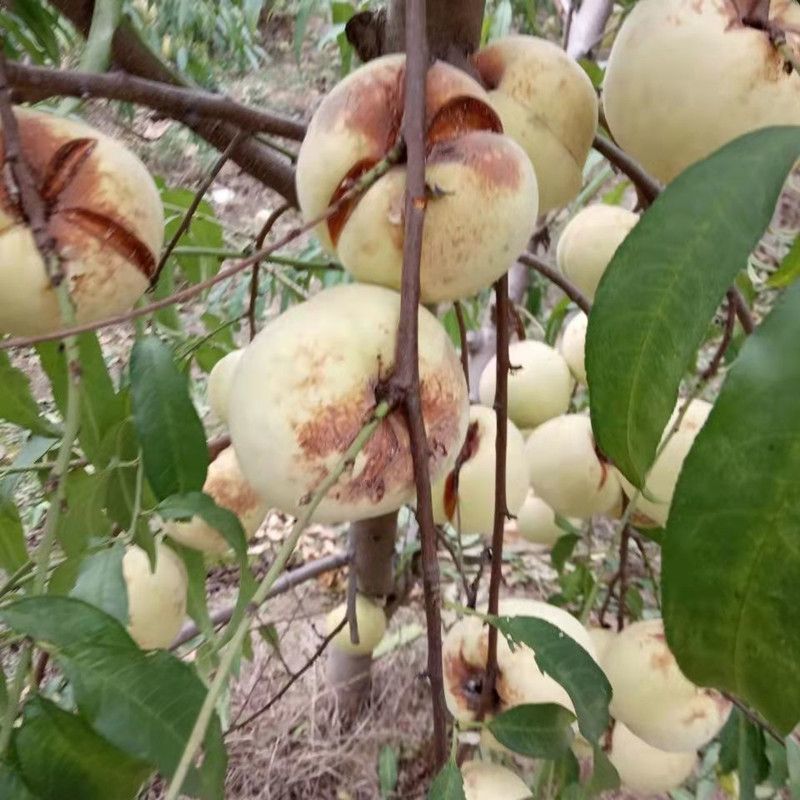 丑桃金秋密桃树苗，产量高，口感极甜，好管理，包邮包活