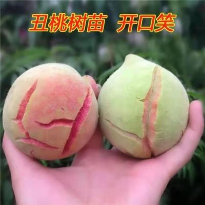 丑桃金秋密桃树苗，产量高，口感极甜，好管理，包邮包活
