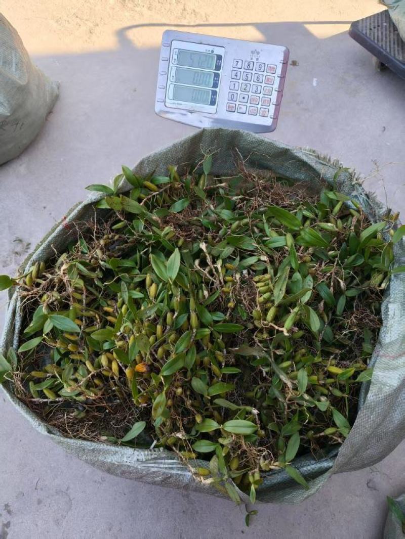 石仙桃，双叶中果（包邮）