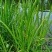 水菖蒲苗