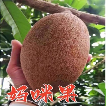 嫁接妈咪果苗果树南方种植盆栽庭院阳台马梅果苗广西发货带土