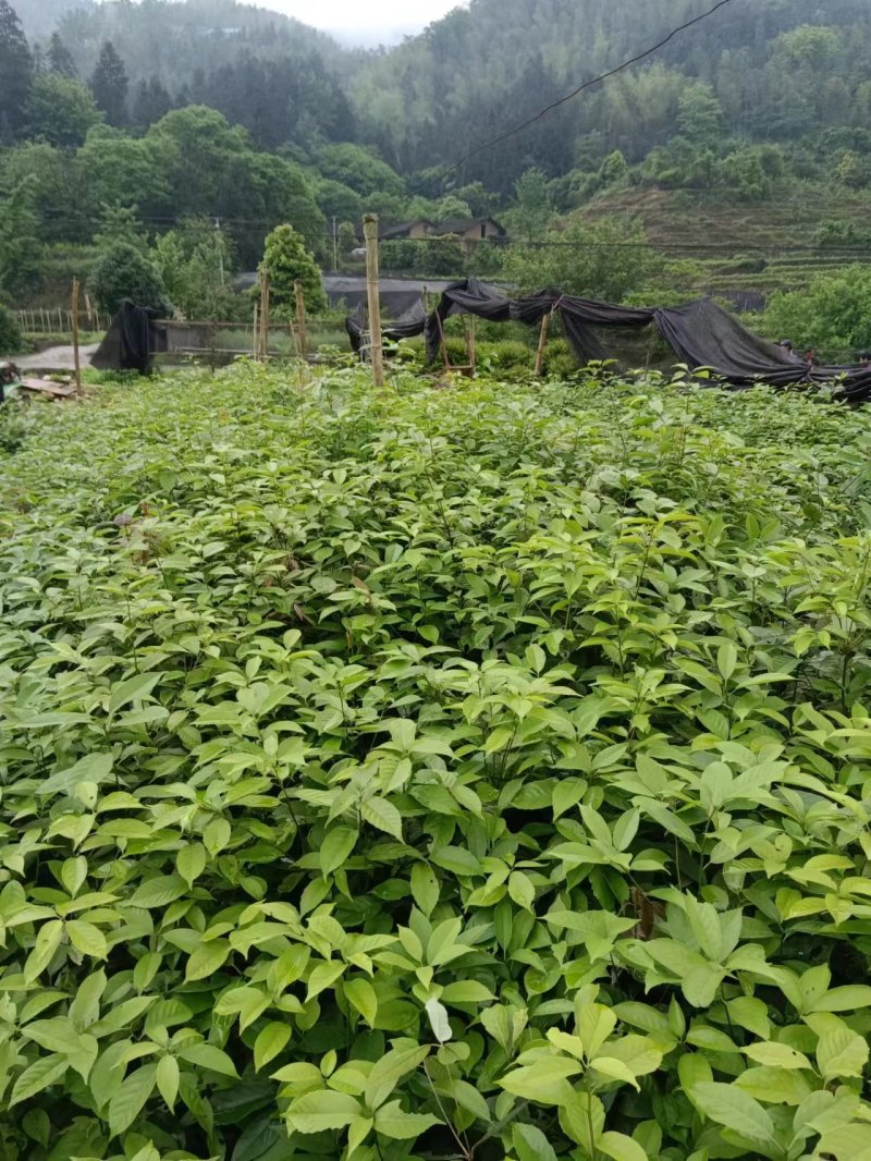 青冈栎树苗青冈树红椆赤皮青冈小苗造林经济苗木