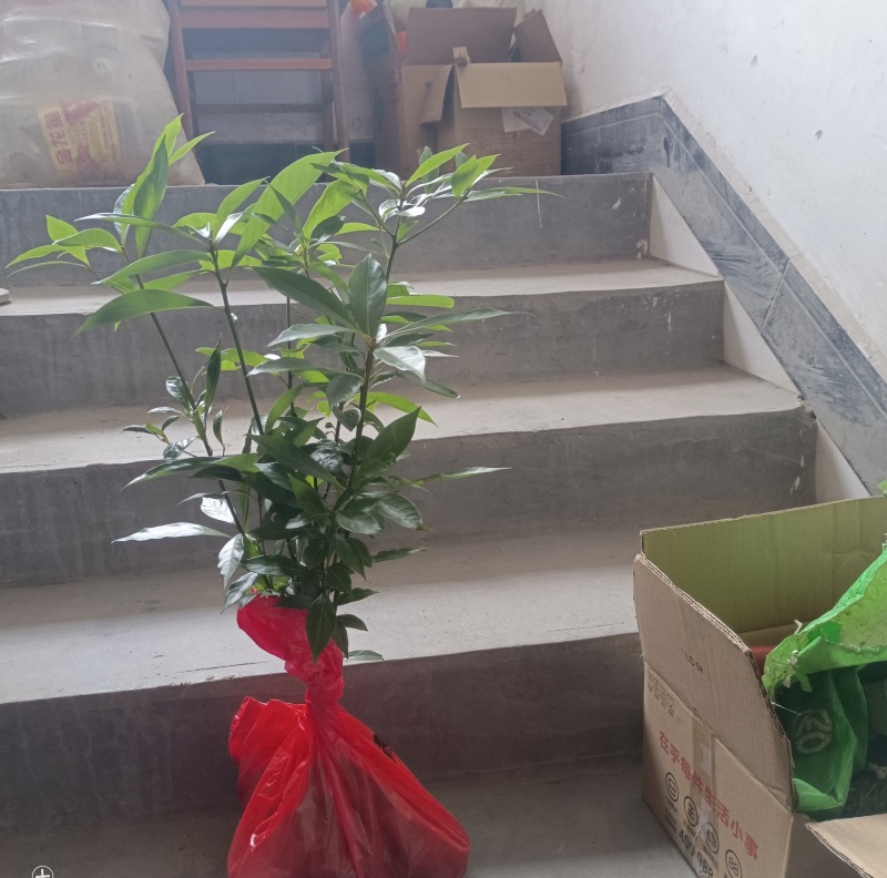 青冈栎树苗青冈树红椆赤皮青冈小苗造林经济苗木