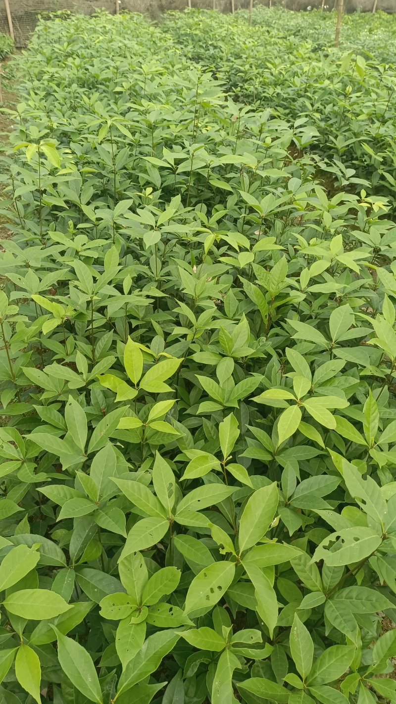 青冈栎树苗青冈树红椆赤皮青冈小苗造林经济苗木