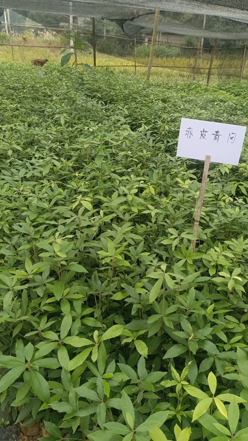 青冈栎树苗青冈树红椆赤皮青冈小苗造林经济苗木