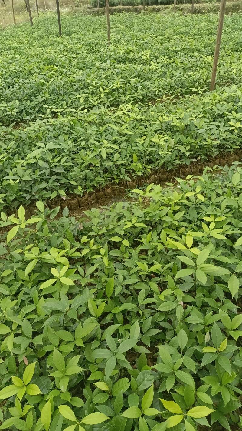 青冈栎树苗青冈树红椆赤皮青冈小苗造林经济苗木