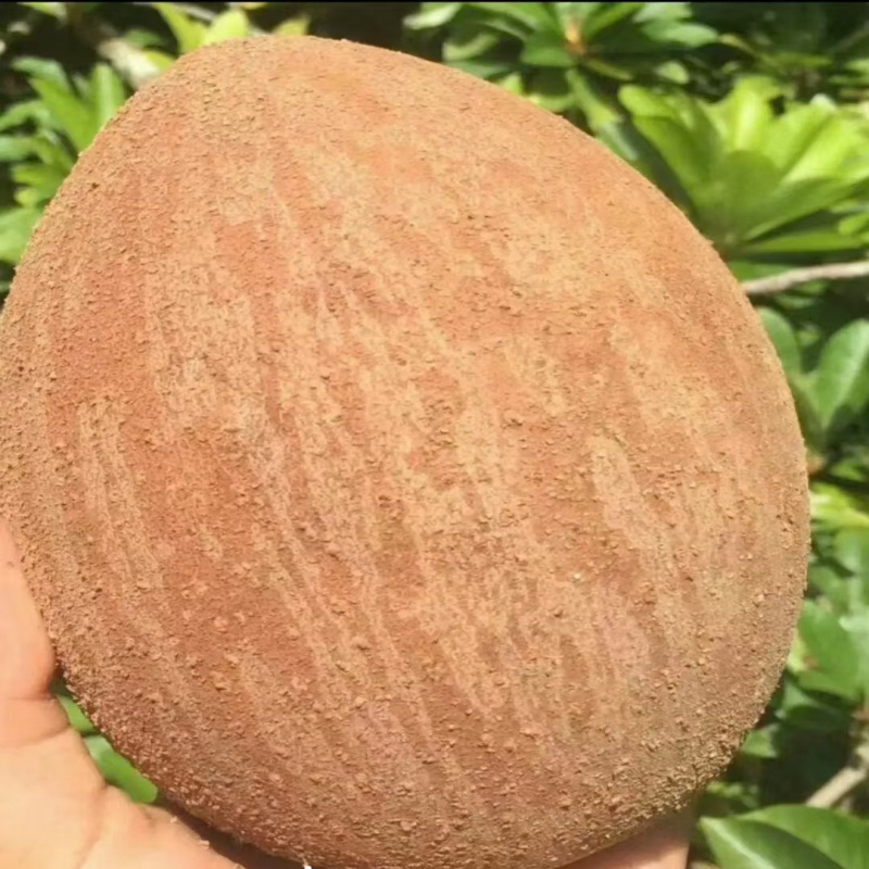 嫁接妈咪果苗果树南方种植盆栽庭院阳台马梅果苗广西发货带土