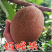 嫁接妈咪果苗果树南方种植盆栽庭院阳台马梅果苗广西发货带土
